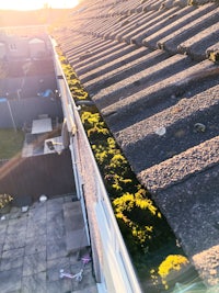 Gutter full of moss